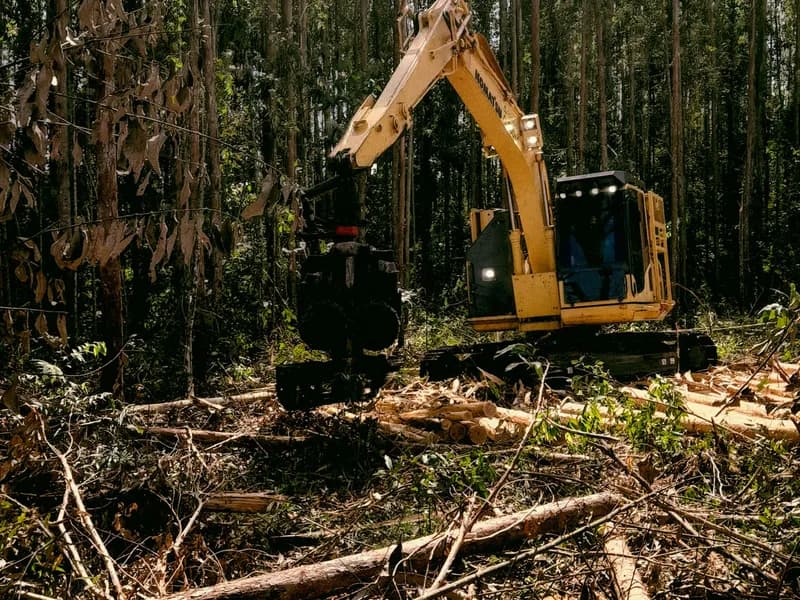 Land clearing project in Minneapolis
